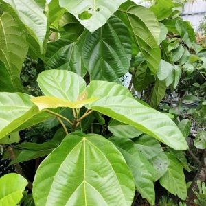 Cây vả mật trồng chậu có trái