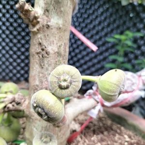 Cây vả mật trồng chậu có trái