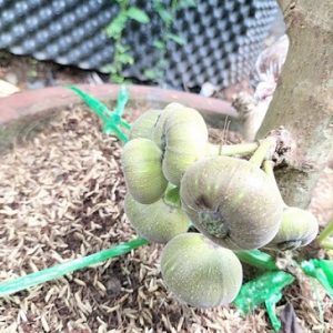 Cây vả mật trồng chậu có trái