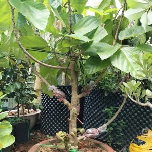 Cây vả mật trồng chậu có trái