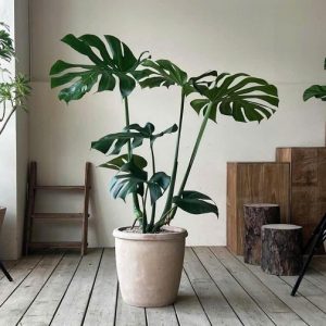 Chậu Cây Trầu Bà Nam Mỹ