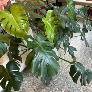 Chậu Cây Trầu Bà Nam Mỹ