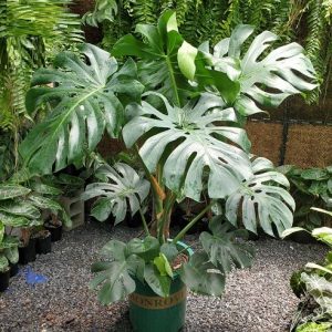 Chậu Cây Trầu Bà Nam Mỹ