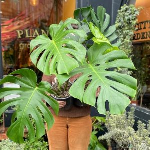 Chậu Cây Trầu Bà Nam Mỹ