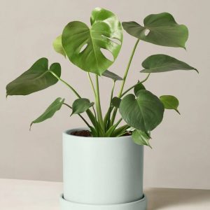 Chậu Cây Trầu Bà Nam Mỹ