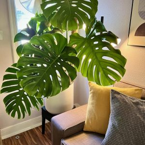 Chậu Cây Trầu Bà Nam Mỹ