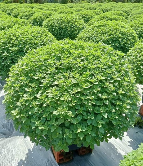 Cung Cấp Hoa Cúc Mâm Xôi Quận 12