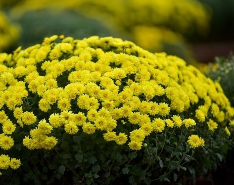 Cung Cấp Hoa Cúc Mâm Xôi Quận 12