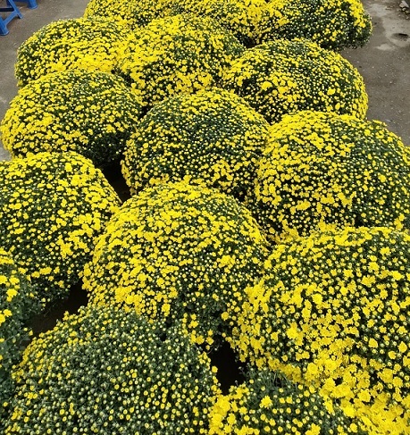 Cung Cấp Hoa Cúc Mâm Xôi Quận 12