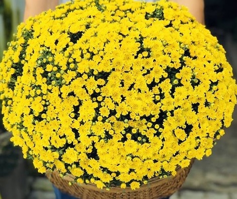 Hoa cúc mâm xôi vàng