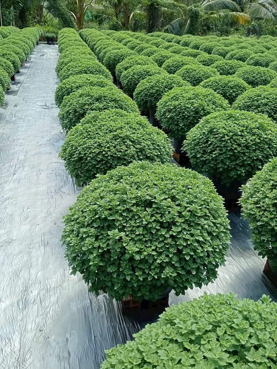 Cung Cấp Hoa Cúc Mâm Xôi Quận 12