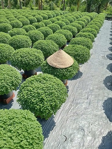 Cung Cấp Hoa Cúc Mâm Xôi Quận 12