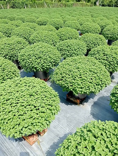 Cung Cấp Hoa Cúc Mâm Xôi Quận 12