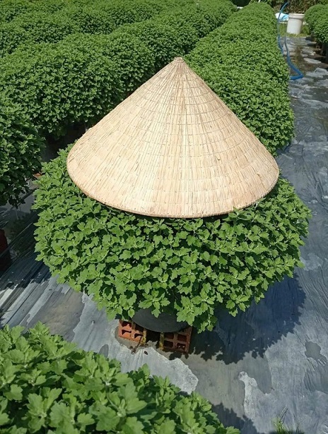 Cung Cấp Hoa Cúc Mâm Xôi Quận 12