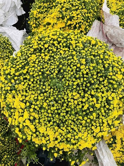 Cung Cấp Hoa Cúc Mâm Xôi Quận 12