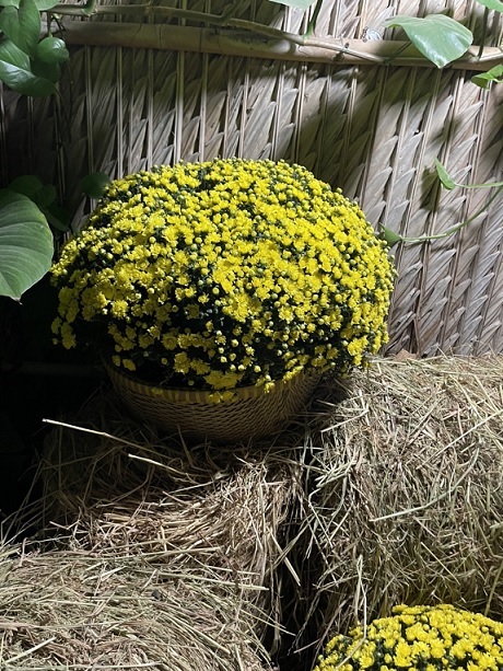 Cung Cấp Hoa Cúc Mâm Xôi Quận 12