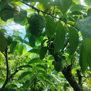 Na Thái Trồng Chậu Cây Có Trái