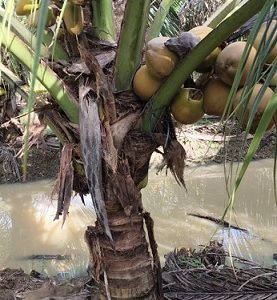 Cây Dừa Dâu Có Trái