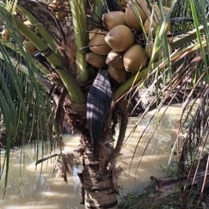 Cây Dừa Dâu Có Trái