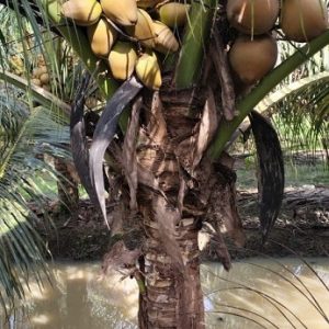 Cây Dừa Dâu Có Trái