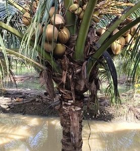 Cây Dừa Dâu Có Trái