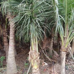 Cây Dừa Dứa Trưởng Thành Có Trái