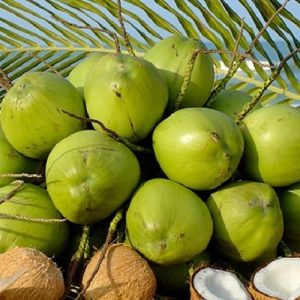 Cây Dừa Dứa Trưởng Thành Có Trái