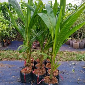 Cây Dừa Dứa Trưởng Thành Có Trái