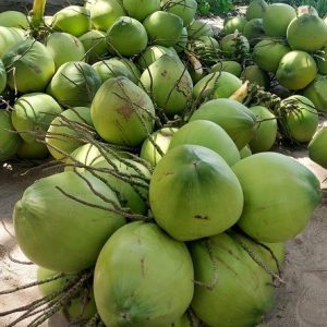 Cây Dừa Dứa Trưởng Thành Có Trái