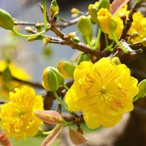 Cây Mai Vàng Chưng Tết Giá Rẻ HCM