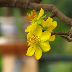 Cây Mai Vàng Chưng Tết Giá Rẻ HCM