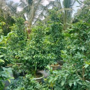 Cây Mai Vàng Chưng Tết Giá Rẻ HCM