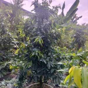 Cây Mai Vàng Chưng Tết Giá Rẻ HCM