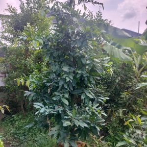 Cây Mai Vàng Chưng Tết Giá Rẻ HCM