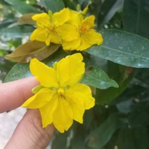 Cây Mai Vàng Chưng Tết Giá Rẻ HCM