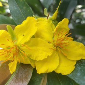 Cây Mai Vàng Chưng Tết Giá Rẻ HCM