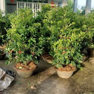 Cây Mai Vàng Chưng Tết Giá Rẻ HCM