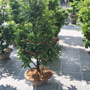 Cây Mai Vàng Chưng Tết Giá Rẻ HCM