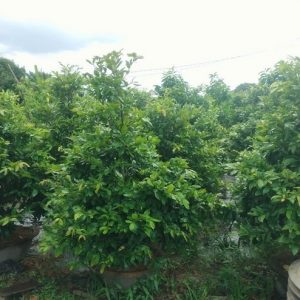 Cây Mai Vàng Chưng Tết Giá Rẻ HCM