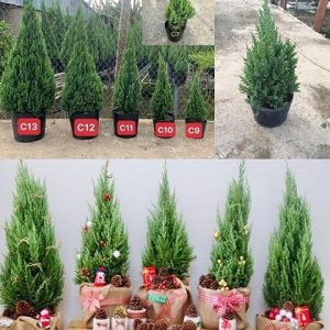 Cây Sơn Tùng Trang Trí Noel Giá Sỉ Hcm