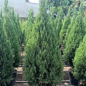 Cây Sơn Tùng Trang Trí Noel Giá Sỉ Hcm