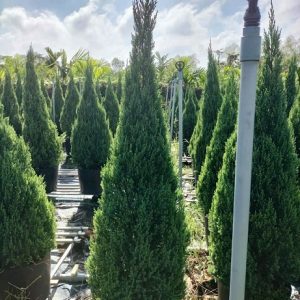 Cây Sơn Tùng Trang Trí Noel Giá Sỉ Hcm