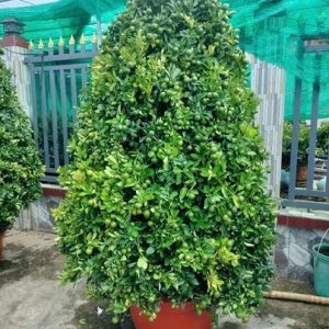 Cây Tắc Dáng Thông (hình tháp)