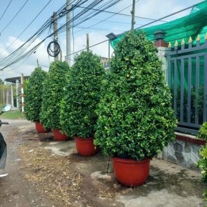 Cây Tắc Dáng Thông (hình tháp)