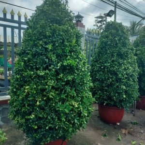 Cây Tắc Dáng Thông (hình tháp)