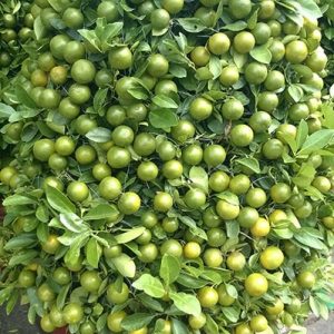 Cây Tắc Dáng Thông (hình tháp)