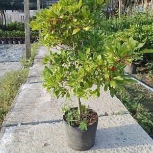 Cây Thần Kỳ Đang Trái Cao 1m