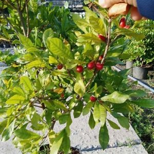 Cây Thần Kỳ Đang Trái Cao 1m