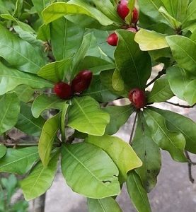 Cây Thần Kỳ Đang Trái Cao 1m