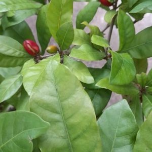 Cây Thần Kỳ Đang Trái Cao 1m